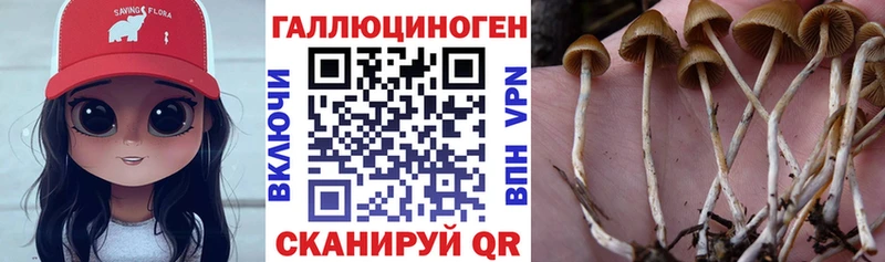 Псилоцибиновые грибы Psilocybe  купить наркотики цена  Зерноград 
